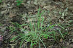 Limestone meadow sedge